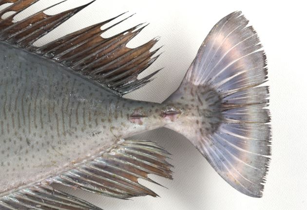 尾柄部の骨質板数は２。尾鰭後半に幅広い淡色横帯がある。