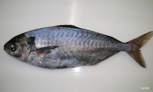 シルバー 銀ヒラス 市場魚貝類図鑑