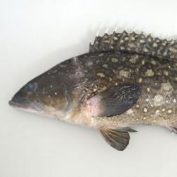 ハクテンハタ 魚類 市場魚貝類図鑑