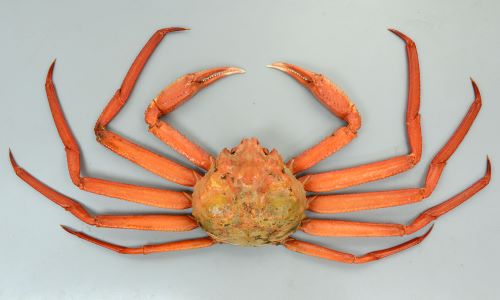 甲長12cm前後になる。色合いはゆでる前から赤く、やや沈んだ色合い。甲の表面の顆粒状の突起がベニズワイなどよりも高く、甲羅もやや硬い。