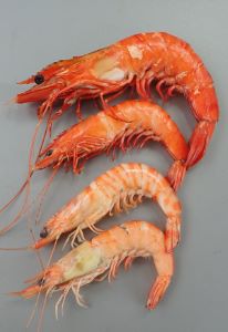 クルマエビ 甲殻 市場魚貝類図鑑
