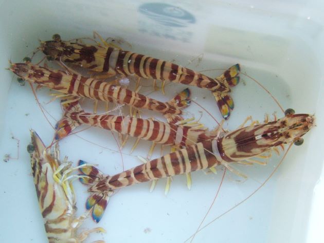 クルマエビ | 甲殻 | 市場魚貝類図鑑