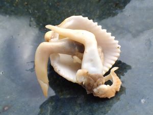 クリックで拡大表示