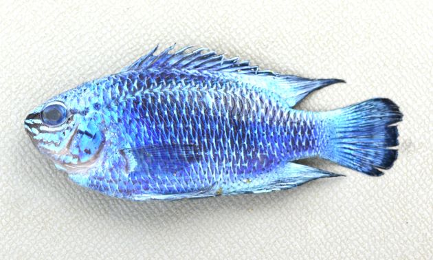 6cm SL 前後になる。非常に小型。パウダーブルーとコバルトブルーで非常に美しい。側面から見ると楕円形で体に目立った斑紋はない。尾鰭の後縁が黒い。