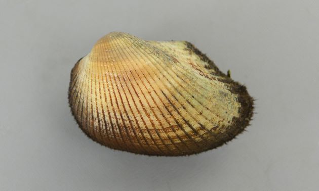 殻長6cm前後になる。成貝は前後に非常に長い。ふくらみが強く貝殻は厚みがあって硬い。