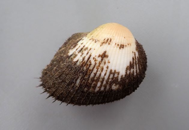 殻長6cm前後になる。成貝は前後に非常に長い。ふくらみが強く貝殻は厚みがあって硬い。