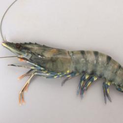 ウシエビ ブラックタイガー 市場魚貝類図鑑