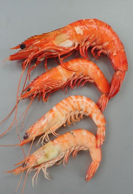ウシエビ ブラックタイガー 市場魚貝類図鑑