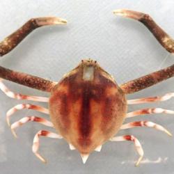 テナガコブシ属について 生物一覧ー 市場魚貝類図鑑