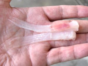クリックで拡大表示 こんべの刺身