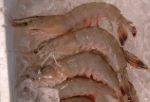 コウライエビのサムネイル写真