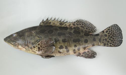 体長1.2m前後になる。頭部の体高が低く吻がとがって見える。体側の斑紋はジャガイモ(Potato)形で大きい。英名の「Potato grouper」もこの斑紋形から来ているのだと思われる。