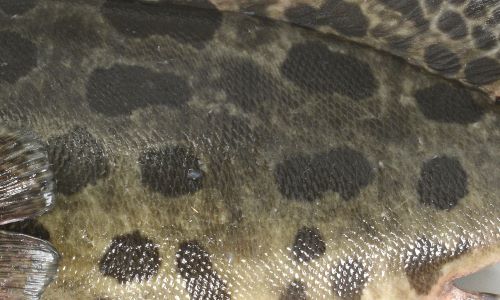 絣模様(かすりもよう)というよりは、英名「Potato grouper」、すなわちポテト(じゃがいも)の方がしっくりくる。