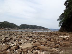 クリックで拡大表示 ヒメアサリの生息場所