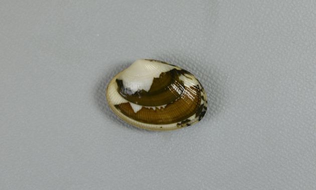 殻長3cm前後になる。アサリと比べると貝殻が薄く、ふくらみもない。貝殻の模様は多様。