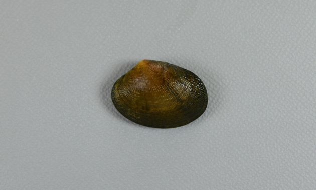 殻長3cm前後になる。アサリと比べると貝殻が薄く、ふくらみもない。貝殻の模様は多様。