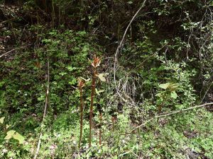 クリックで拡大表示