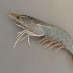 テンジククルマエビ タイショウエビ 市場魚貝類図鑑