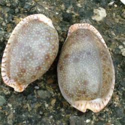 タカラガイ、貝、ゴバンダカラ ゴバンダカラ 大 - Kaiショップ