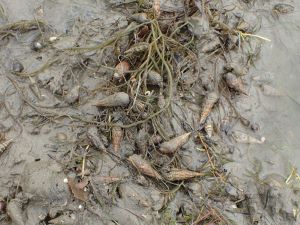 クリックで拡大表示