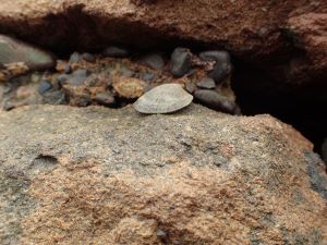 クリックで拡大表示