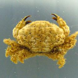 オウギガニ科について 生物一覧ー 市場魚貝類図鑑 オウギガニ科について 生物一覧ー 市場魚貝類図鑑