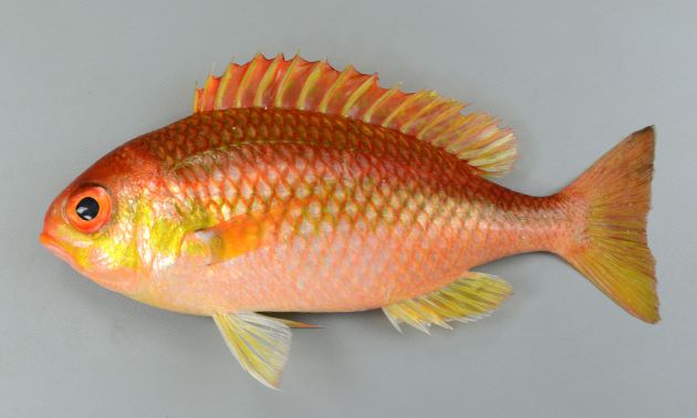 25cm SL 前後までになることが多く、希に最大35cm TL 前後になる。比較的小型の魚だ。アーモンド型でやや側へんする。背部の鱗は目の中央部分まで達する。