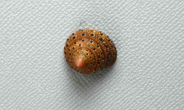 殻頂1.2cm前後になる。螺層は顆粒状の螺肋に覆われている。螺肋の中に黒ゴマ状の黒い斑紋がある。