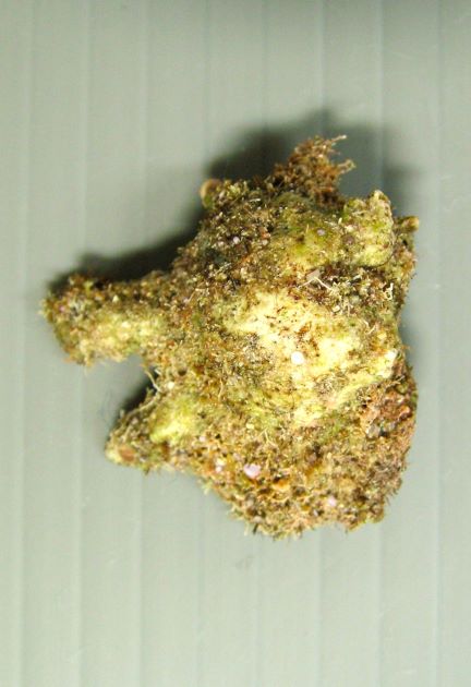 殻長2.5cm前後になる。