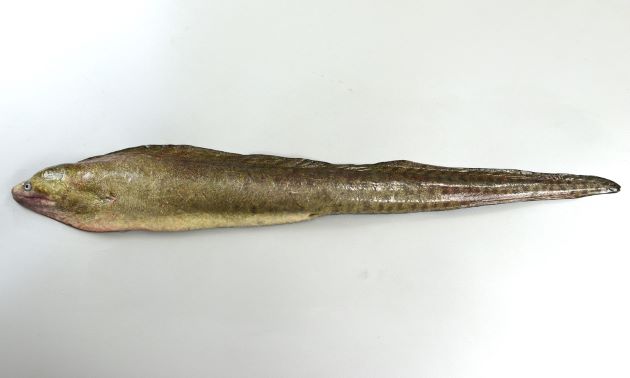 80cm SL 前後になる。細長く若く小さな個体は網目模様があるが、大型になると褐色目立たない小さな斑紋があるだけで網目は見えない。胸鰭も腹鰭もない。鰓孔は皮の切れ込みのようで目立たない。歯の切縁に鋸歯がない。