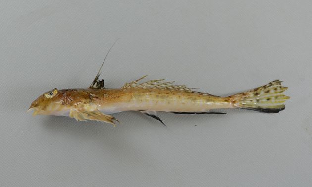 体長16cm前後になる。口は小さく、第一背鰭の軟条は長く伸びる。前鰓蓋骨の棘はまっすぐ槍状に伸びる。尻鰭の縁は黒い。［雄］