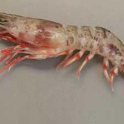 アカエビ 甲殻 市場魚貝類図鑑