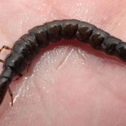 ヒゲナガカワトビケラ その他生物 市場魚貝類図鑑