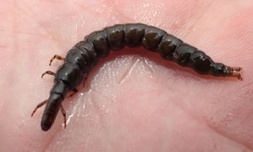 ヒゲナガカワトビケラ その他生物 市場魚貝類図鑑 ヒゲナガカワトビケラ その他生物 市場魚貝類図鑑