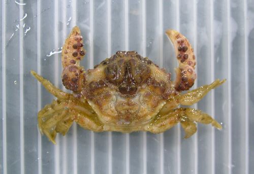 殻幅30mm前後になる。