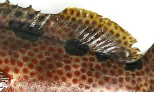 キジハタに似ているが背鰭中ほどから尾鰭にかけて3〜4つの黒い斑紋が並んでいる。