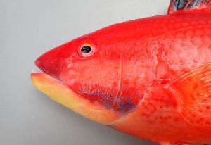 クリックで拡大表示