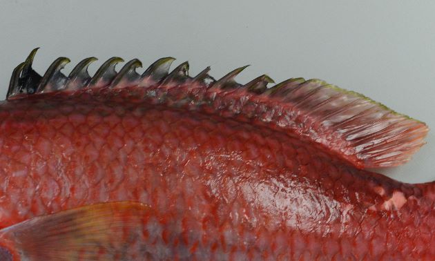 背鰭基部に３列以上の鱗がある。体側後半、背の部分に黒色の斑紋があるが雄は薄い。［雄］
