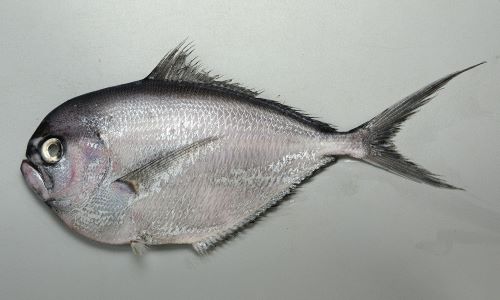 マルバラシマガツオ 魚類 市場魚貝類図鑑 マルバラシマガツオ 魚類 市場魚貝類図鑑