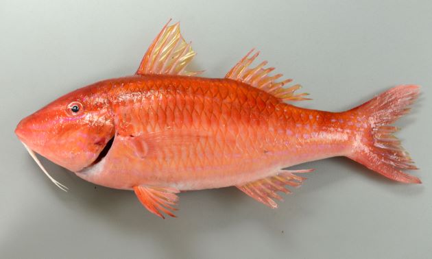 写真の個体の体長27.7mm、重さ680g。尾柄部に暗色の斑紋がない。吻近くから背面にかけて白い（赤みがかった白）い筋状のものがある。