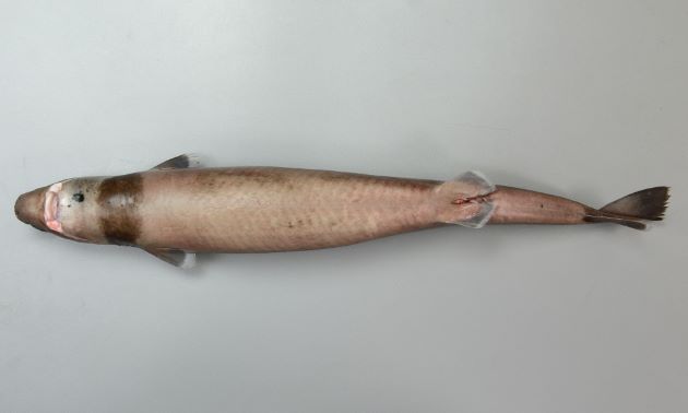体長56cm前後になる。長い紡錘形で胸鰭は短く歯は先が尖って鋭く、頸部（首の腹部）に暗色の帯がある。
