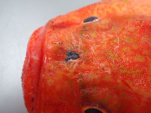 クリックで拡大表示