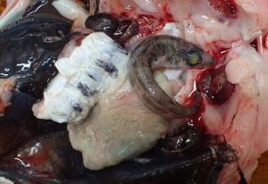 クリックで拡大表示