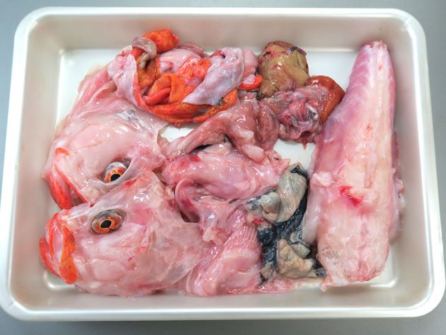 ハナグロフサアンコウ 魚類 市場魚貝類図鑑