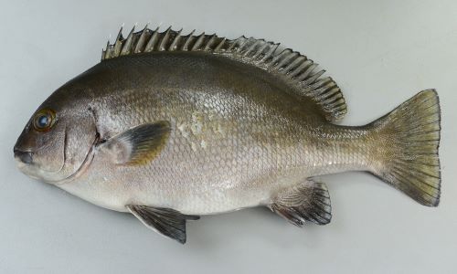 魚壁飾り　チョウチョウコショウダイ成魚　大［額装］ チョウチョウコショウダイ(2007.01.13) - WEB魚図鑑