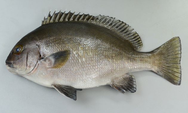 全長38.5cm(体長35cm)、重さ1.3kg。全体に暗色。特に頭部にはまったく斑紋がない。主鰓蓋骨は涙骨にほとんどが被われる。歯は帯状になり門歯状ではない。下顎正中線に縦の溝がない。