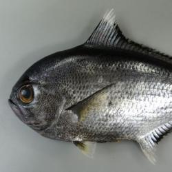 チカメエチオピア 魚類 市場魚貝類図鑑