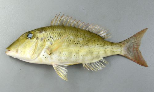 SL 25cm (体長)前後になる。体高は低く、胸鰭の脇の部分に鱗はない。体側に薄い褐色の網目状の薄い線状の模様がある。アミフエフキに似ている。