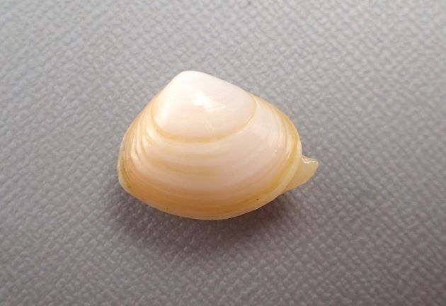 殻長3.2cm、殻高3cm。左右対称の仰木潟に近い。殻は薄くふくらみは強い。