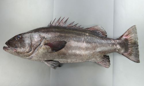 シゲです。魚 シンゲツスカシテンジクダイ - WEB魚図鑑
